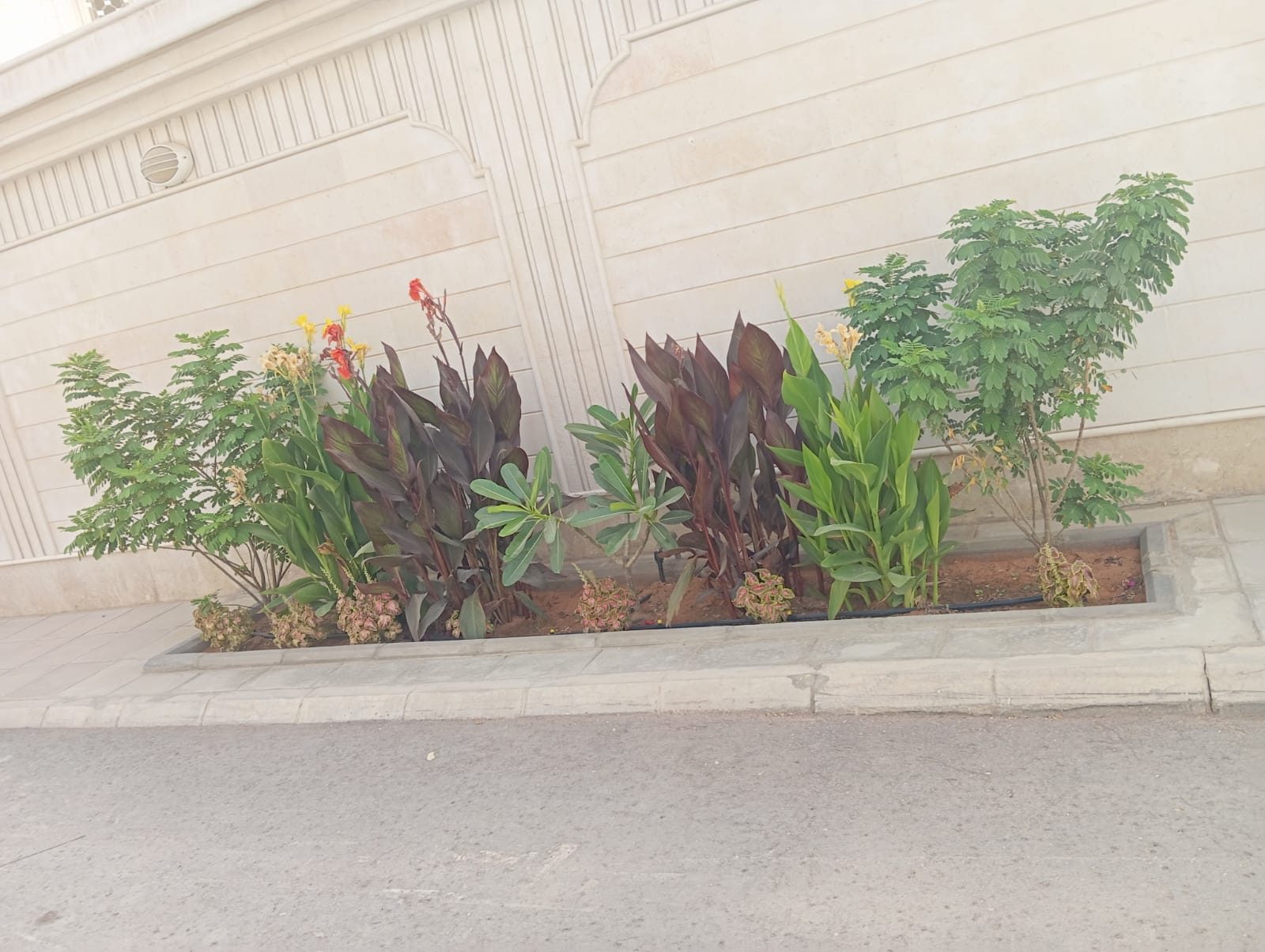 من أعمال ورد البفته في تنسيق الحدائق والزراعة بالرياض — نموذج ١٠